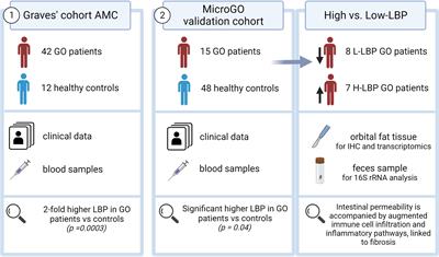 Intestinal permeability is associated with aggravated inflammation and myofibroblast accumulation in Graves’ orbitopathy: the MicroGO study